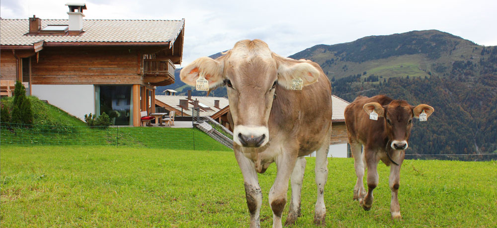 Maierl- Alm and Chalets: Cows